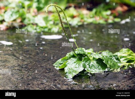 Puddle 的图像结果