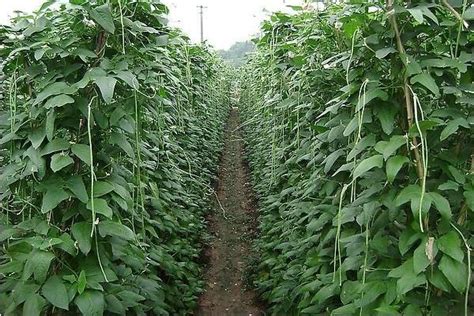 豇豆种植技术和管理的要点是什么 - 运富春