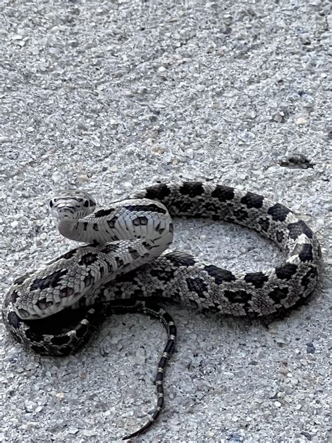 1020 best Rat Snake images on Pholder | Snakes, Whatsthissnake and ...