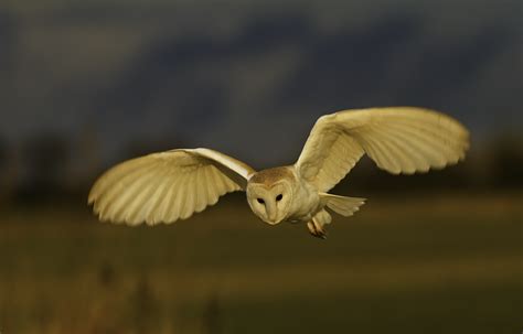 Uncovered: The killing of Britain's Barn Owls