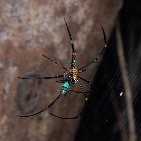 Giant Golden Orbweaver from Quarry Bay, Hong Kong on June 18, 2022 at 10:27 AM by 57Andrew ...