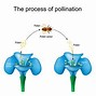 Image result for Pollination