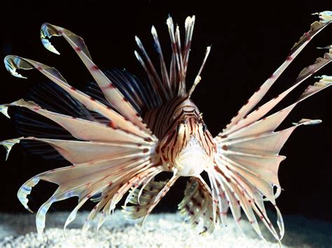 10 Interesting Lionfish Facts and Pictures | Animal Wildlife