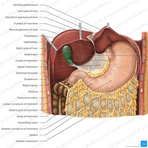 Abdominal Quadrants And Organs Female