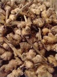 Fresh Organic Ginger Root Bulbs for Planting, 12 Count, Garden Growing ...