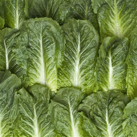 Romaine Lettuce - Vegetable Facts - Taylor Farms