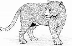 ausmalbilder tiere leopard jaguar coloring pages to and print for free ausmalbilder tiere leopard jaguar coloring pages to and print for free