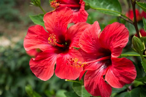 Hibiscus Flower Images