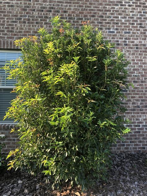 Tea Olive Shrub Landscape