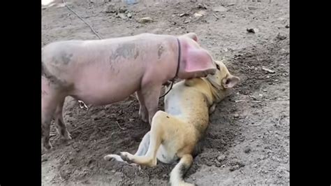 Pig lies beside dog during playful moment on Samal Island, Davao del ...