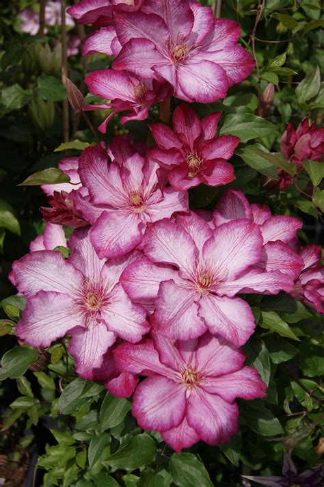 Clematis rebecca buy clematis perennials online – Artofit