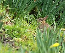 Image result for Baby Blue Bunny