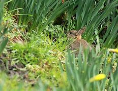 Image result for Cute Bunny Breeds