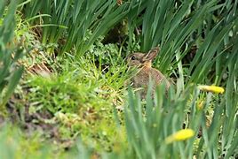 Image result for Bunny Colours