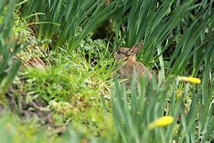 Image result for Pretty Pink Bunny