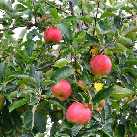 Pink Lady® Apple | Plants Express
