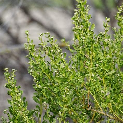 Coyote Bush – Sparrowhawk Native Plants