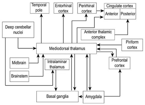 The Anatomical and Functional Heterogeneity of the Mediodorsal Thalamus