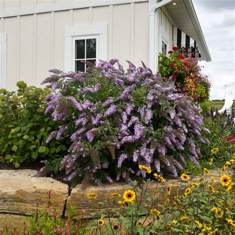 Buddleia Davidii Cascade Grand Cascade Butterfly Bush | SiteOne