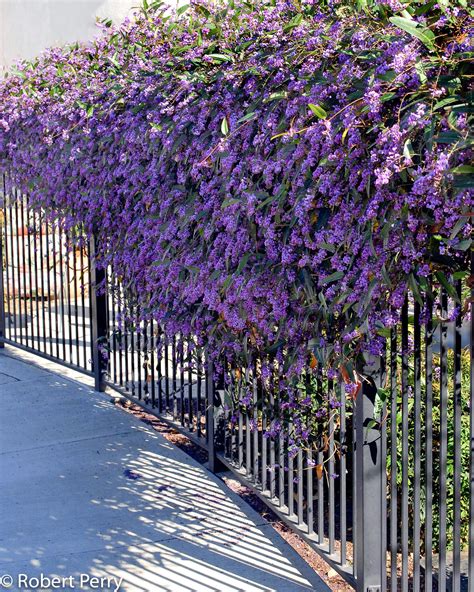LILAC VINE "Happy Wanderer"(Hardenbergia violacea): Evergreen, to 15 ...