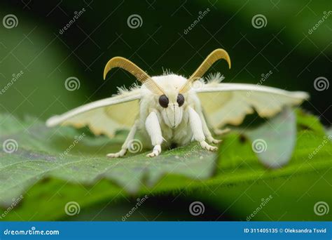 Silk Cocoon the Commercially Bred Caterpillar of the Domesticated ...
