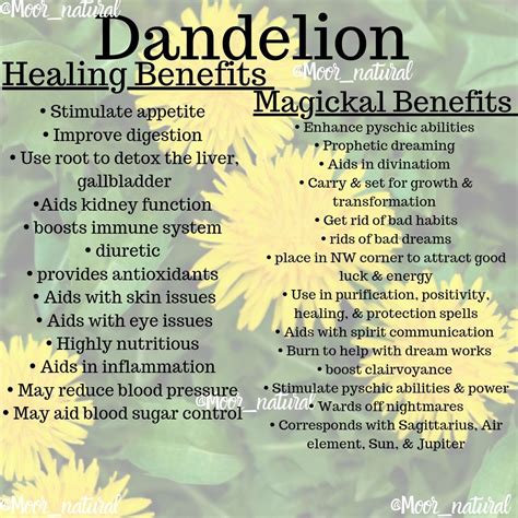 Dandelion Benefits | Medical herbs, Dandelion health benefits, Healing ...