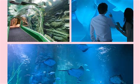 Ultra Lotte Experience Tour - Klook India