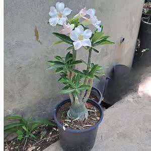 ZOHO GARDEN, Good Looking White Adenium Desert Rose Live Plant Hybrid ...