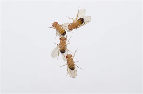 Fruit Fly Allergy Treatment at Troy Jenkins blog