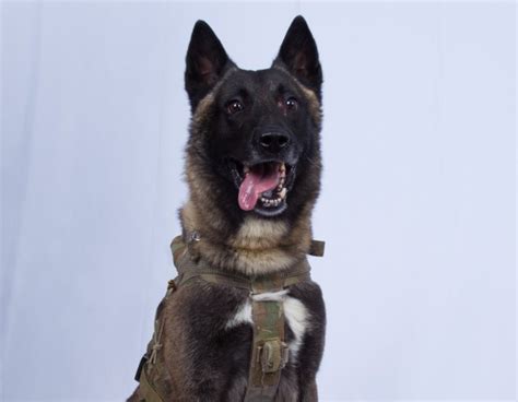 Man's best friend, terrorist's worst enemy: Meet the dog who chased ...
