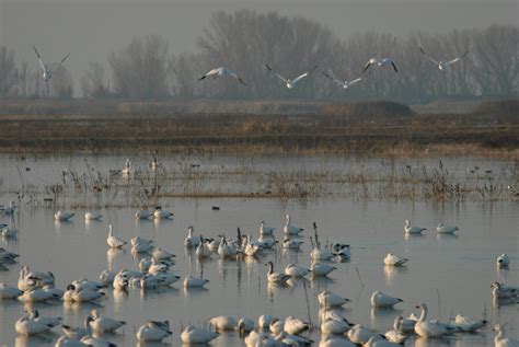 Past Snapshots: Merced Wildlife Refuge - The Tiger Shadow