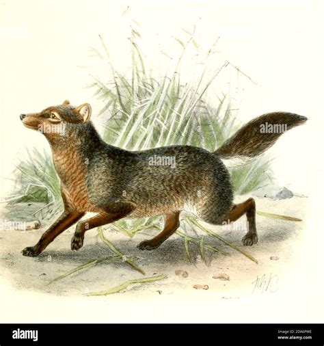 The short-eared dog (Atelocynus microtis [Here as Canis microtis ...