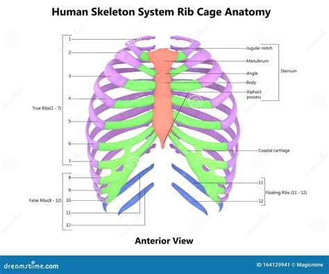 Rib Cage Definition Anatomy at Nathan Mcnicholas blog