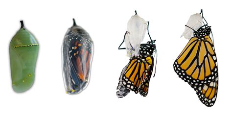 Monarch Butterfly Chrysalis Stages