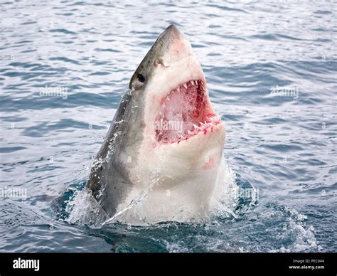 Great white shark mouth open hi-res stock photography and images - Alamy