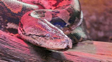 Image result for Netzpython Zwerg