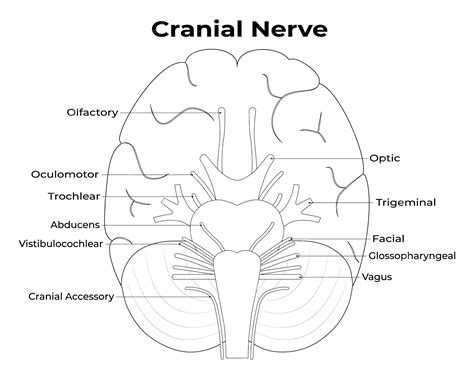 Premium Vector | Cranial nerves pair with anatomical sensory functions ...