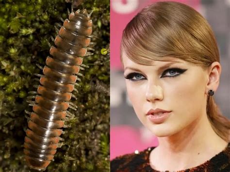 New Millipede Species Named After Pop Icon Taylor Swift