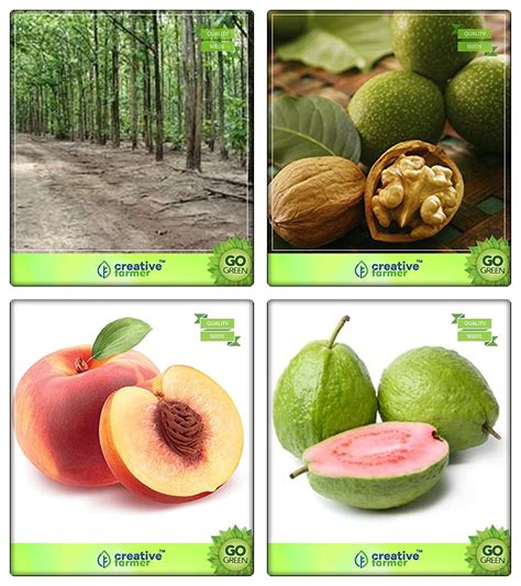 Creative Farmer Tree Seeds For Outdoor Garden Mangium,Wallnut,Peach ...