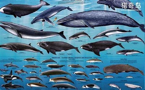 鲸鱼返祖图片、鲸鱼的进化过程 | 探索网
