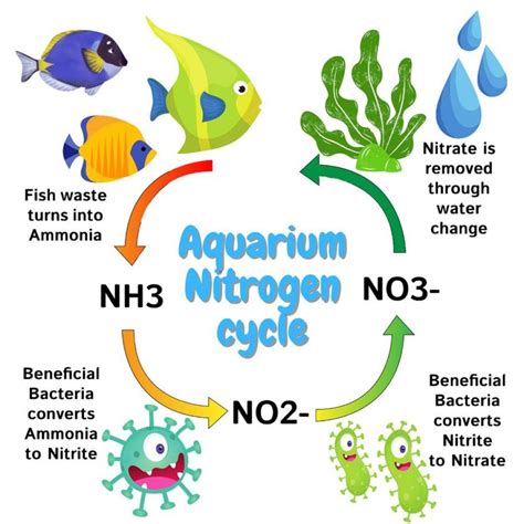 Aquarium Nitrogen Cycle Diagram