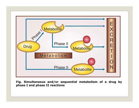 Drug Metabolism.pdf
