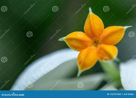 Beautiful Donna Flower in a Garden.Mussaenda Philippica`Queen Sirikit ...
