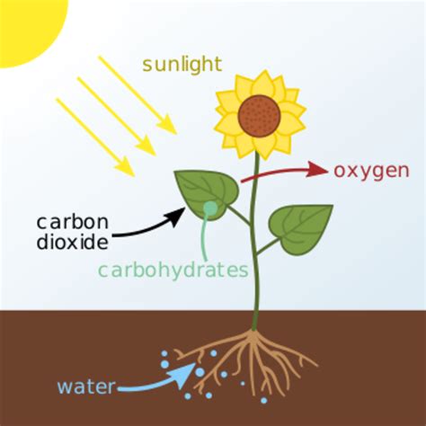 Photosynthesis and How Plants Use Water - Owlcation