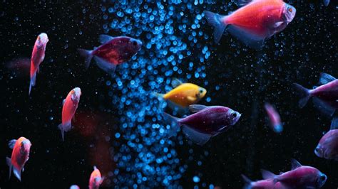 Download wallpaper 1920x1080 aquarium, fish, water, bubbles full hd ...