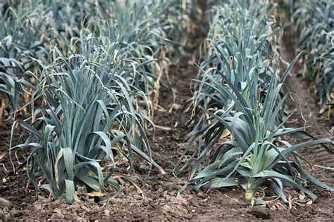 Vegetables Agriculture 的图像结果