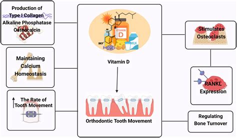 Effects Of Vitamin D On Orthodontic Tooth Movement