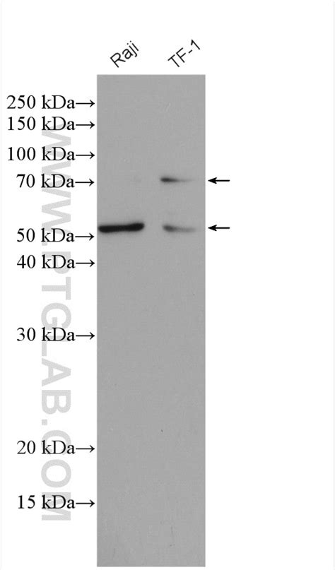 CD58 antibody (10878-1-AP) | Proteintech
