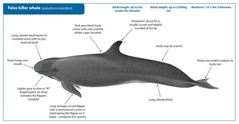 False killer whale