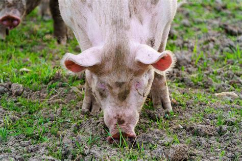 un sucio cerdo es diligentemente mirando para comida en el suelo ...